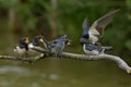 Swallows, Scientific name: Hirundinidae