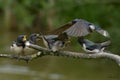 Swallows, Scientific name: Hirundinidae