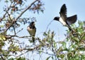 Swallows, Scientific name: Hirundinidae