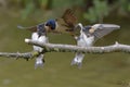 Swallows, Scientific name: Hirundinidae