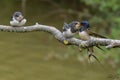 Swallows, Scientific name: Hirundinidae