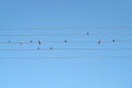 Swallows sit on wires like music notes