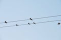 Swallows sit on wires like notes. Royalty Free Stock Photo