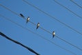 Swallows sitting on a diagonal electricity wire - Hirundinidae