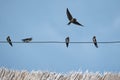 Swallows sitting on an electric wire