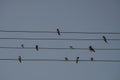 Swallows are sitting on the electrical wire, blue sky background. Small birds resting. Estonian national bird.