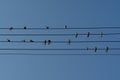 A swallows, sitting on the wires against the clear blue sky like notes on the stave
