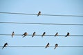 Swallows sitting on the wires