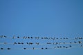 Swallows sitting on wires