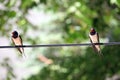 Swallows is standing on the wire Royalty Free Stock Photo