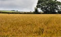 A Barley field at Scout Dyke in Yorkshire Royalty Free Stock Photo