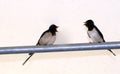 Swallows