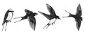 Swallows vector by hand drawing Royalty Free Stock Photo