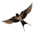 Swallows vector stock illustration. A bird in flight.