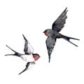 Swallows watercolor illustration. Birds of spring and nature