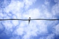 Swallows on wire