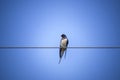 Swallows on wire Royalty Free Stock Photo