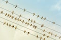 Swallows on a wire - power line - in the evening sun