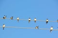 Swallows. Wire. Royalty Free Stock Photo