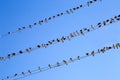 Swallows on a wire