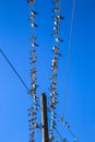 Swallows on a wire Royalty Free Stock Photo