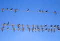 Swallows on a wire Royalty Free Stock Photo