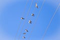 Swallows on a wire Royalty Free Stock Photo