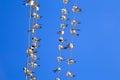 Swallows on a wire