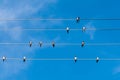 Swallows on wires under a blue sky