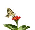 Swallowtail Royalty Free Stock Photo