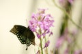 Swallowtail black and blue butterfly close up Royalty Free Stock Photo