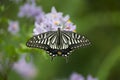 Swallowtail Butterfly Royalty Free Stock Photo