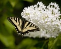 Swallowtail Butterfly