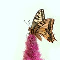 Swallowtail butterfly