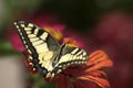 Swallowtail Butterfly