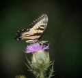 Eastern Tiger Swallowtail and honey bee on summer flowers Royalty Free Stock Photo