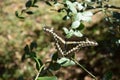 Swallowtail butterfly on a bush