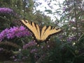 Swallowtail butterfly on butterfly bush