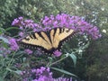 Swallowtail butterfly on butterfly bush