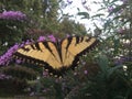 Swallowtail butterfly on butterfly bush