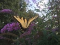 Swallowtail butterfly on butterfly bush