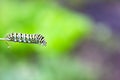 Swallowtail Butterfly caterpillar