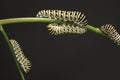 Swallowtail Butterfly Caterpillars