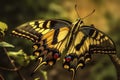 Swallowtail butterfly close up. Generative AI