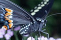 Swallowtail Butterfly Close Up on Yarrow Royalty Free Stock Photo
