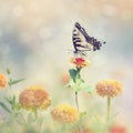 Swallowtail butterfly on colorful zinnia flowers Royalty Free Stock Photo