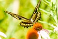Swallowtail Butterfly on Coneflower Springfield IL Royalty Free Stock Photo