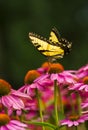 Swallowtail Butterfly On Coneflower