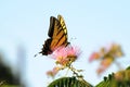 Swallowtail butterfly feeding on Mimosa bloom Royalty Free Stock Photo