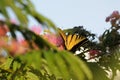 Swallowtail butterfly feeding on Mimosa bloom Royalty Free Stock Photo